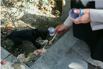 برخورد جالب یک روحانی در برخورد با گربه گرسنه 