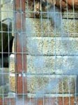 اجبار زندانيان مسلمان به اهانت به پيامبر اسلام در بلژيک